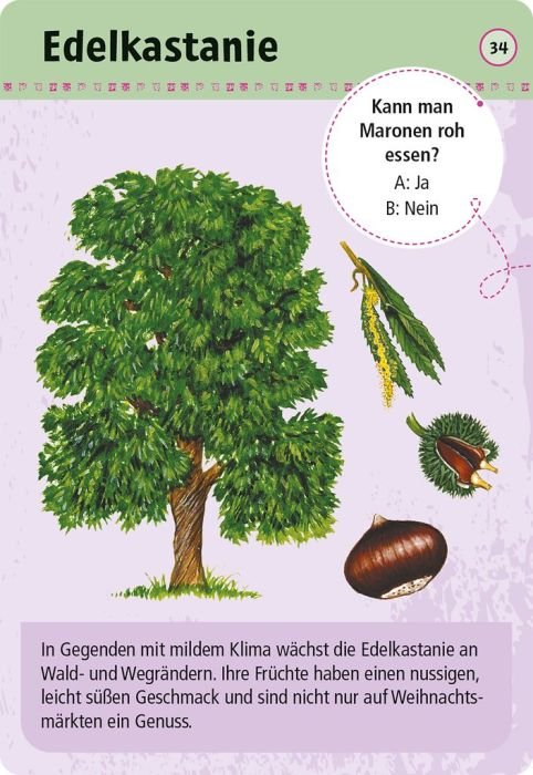 Kartenset mit 50 essbaren Wildpflanzen, ideal zum Bestimmen unterwegs