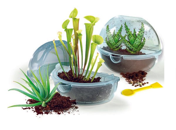 Experimentierset für fleischfressende Pflanzen mit Gewächshaus
