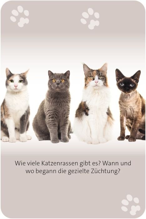Katzen Wissen Quiz Geschenkbox ab 14 von Moses Verlag