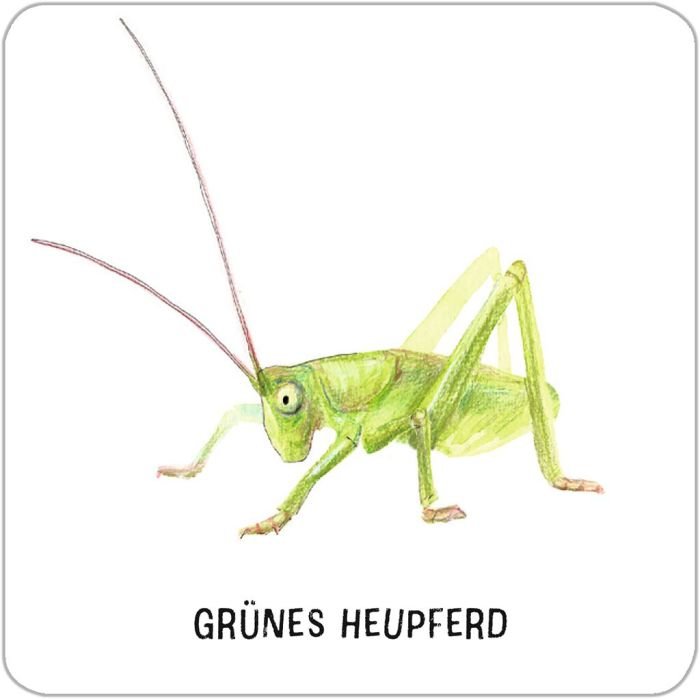 Expedition Natur Insekten Memo Geschenkidee Kinder