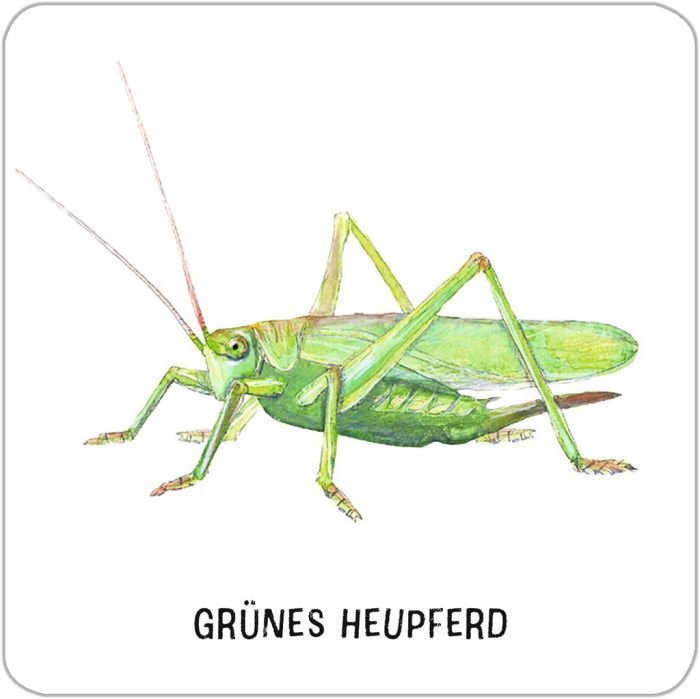 Insekten Lernspiel Memo Karten & Sachbuch ab 6