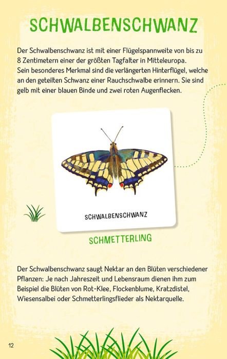Memo Spiel Insekten Wissen fördern ab 6 Jahre