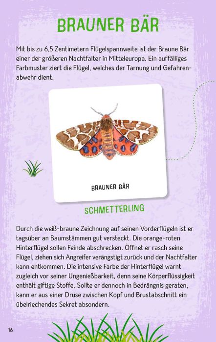 Lernspiel Insekten Memo Karten Naturkunde Kinder