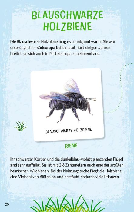 Naturspiel Insekten Memo für Kinder und Erwachsene
