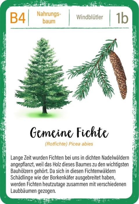 Expedition Natur – Quartettspiel ab 8 mit spannenden Baumarten entdecken