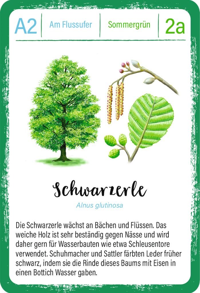 Expedition Natur – Lernspiel über Heil- und Nahrungsbäume ab 8 Jahre