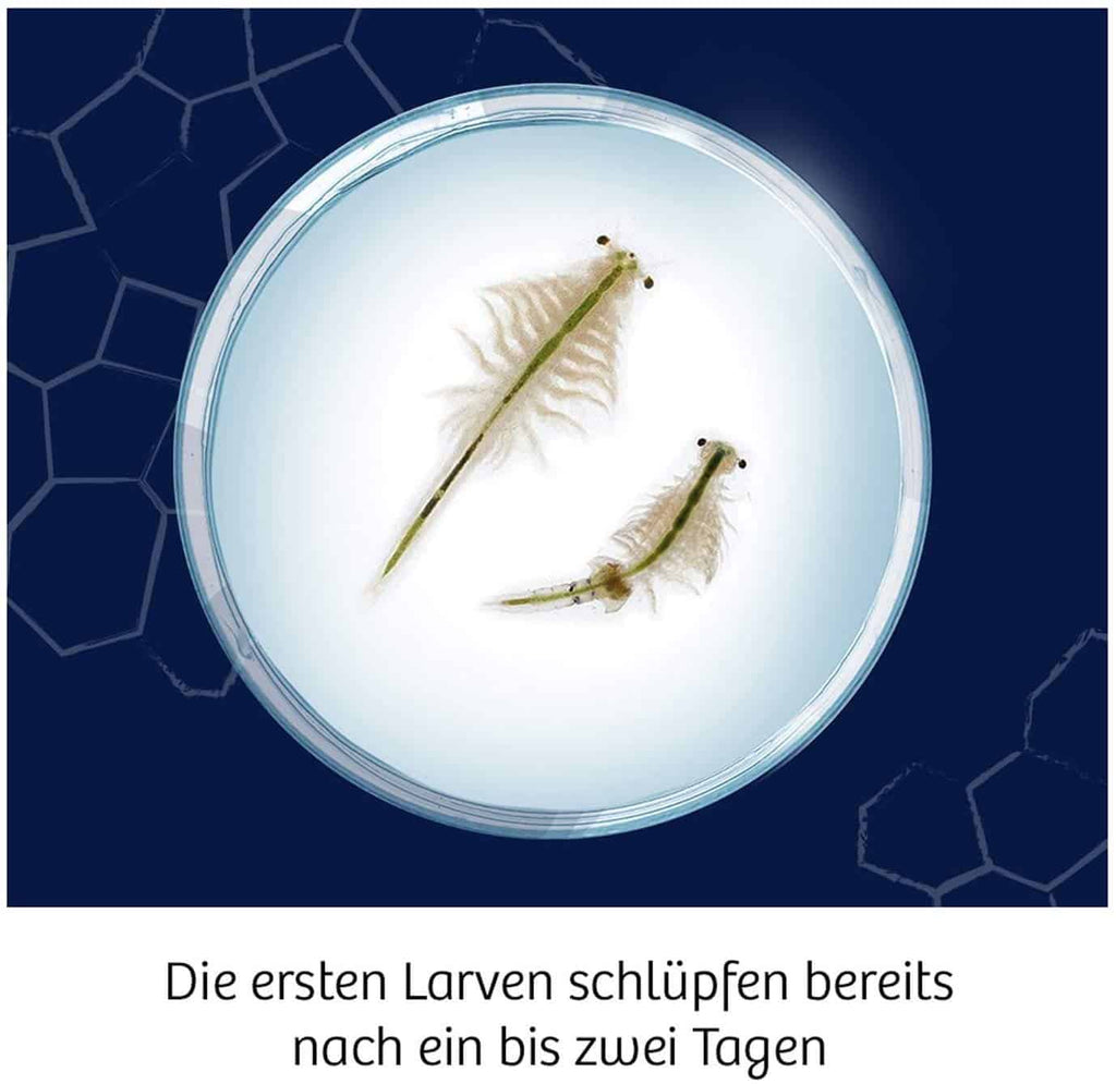 Fun Science: Wuselnde Salzkrebse - Kosmos