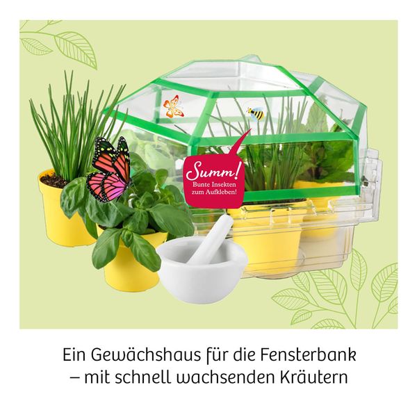 Kräuter - Garten, Züchte duftende Kräuter auf der Fensterbank - Kosmos