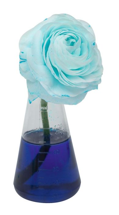 Farblabor Set mit Bechern, Pipette und Farbtabletten
