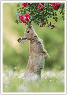 Postkarte - Wildkaninchen im Frühling - Taurus