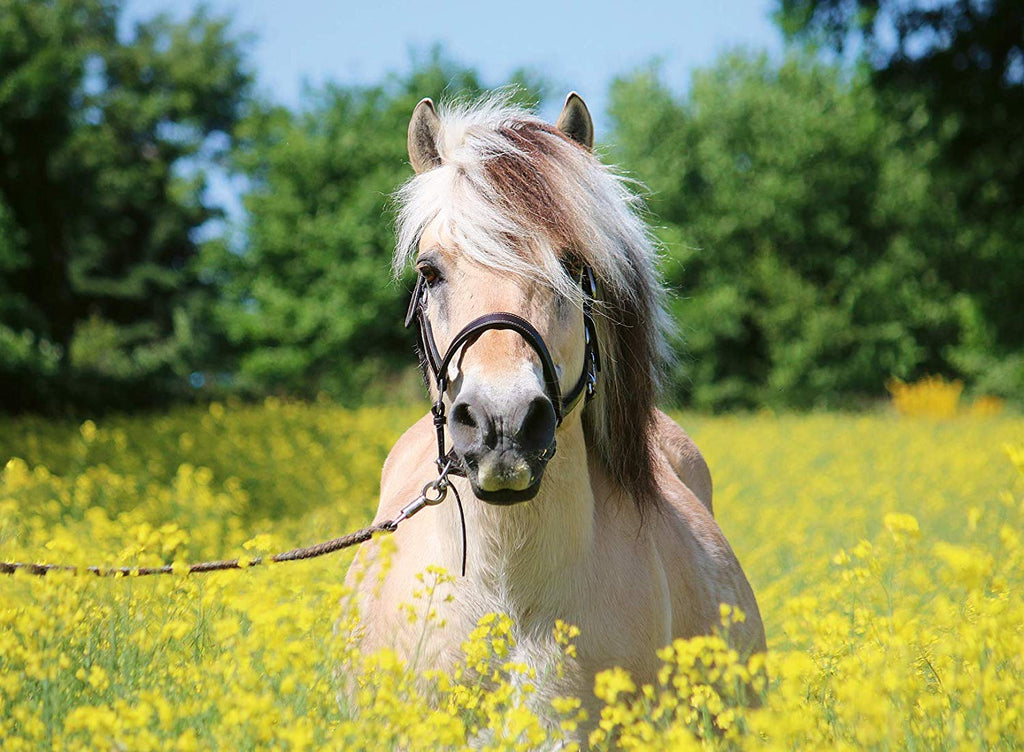 Puzzle 500 Teile - Pferd im Rapsfeld - Ravensburger