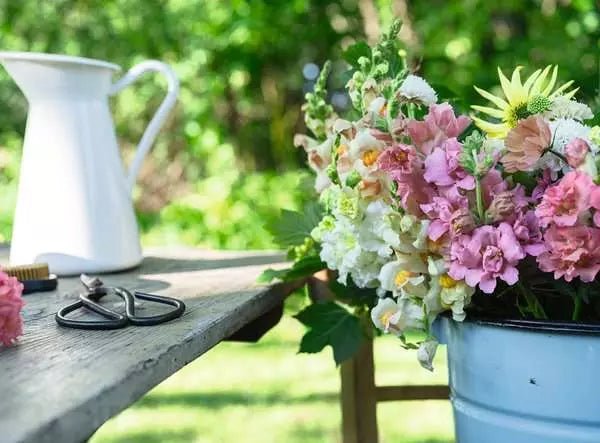  Nahaufnahme: Löwenmäulchen-Blumenstrauß im Eimer, Schere und weiße Kanne auf Gartentisch im Grünen