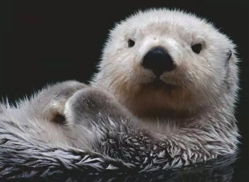 Ravensburger Puzzle 500 Teile süßer Otter Tiermotiv