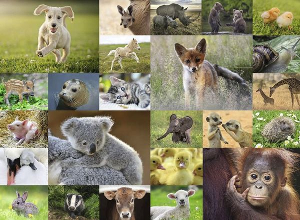 Ravensburger Puzzle - Süße Tierbabys Puzzles ab 8 Jahren Ravensburger RATZEKATZ SPIELZEUGLAND