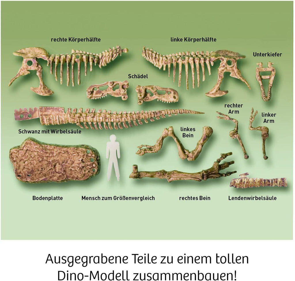 T - Rex 3D Ausgrabung - Kosmos