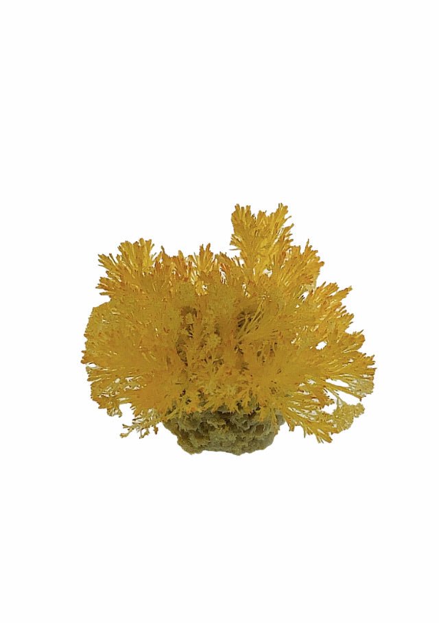 Wachsende Koralle Set Korallenriff Kristallstein
