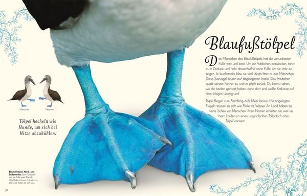 Bilderbuch Vögel ab 7 Jahren – Wundervolle Welt der Tiere

