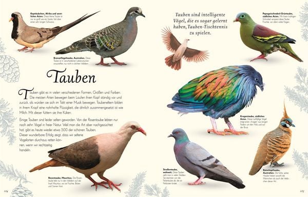 Tierbuch Kinder ab 7 Jahren – Wundervolle Welt der Vögel

